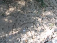 Albums/20060800-China Aug 2006/20060804-Shenyang University/60